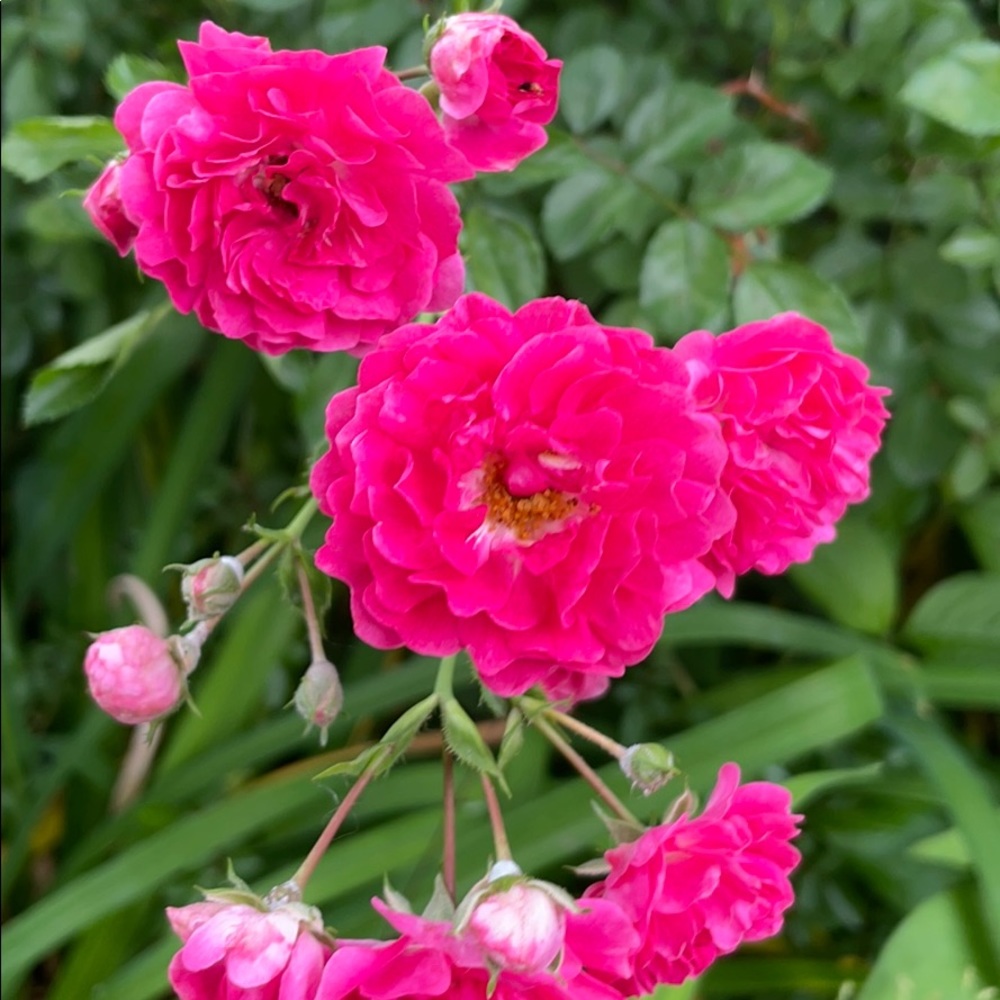 Meet your Posher, Jordan